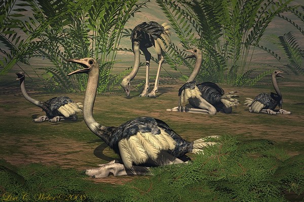 Nesting Grounds