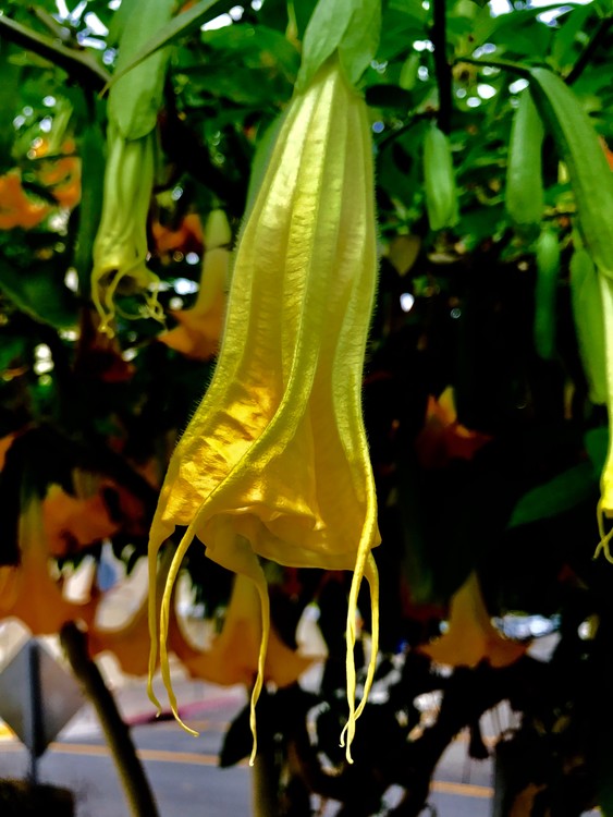 Brugmansia