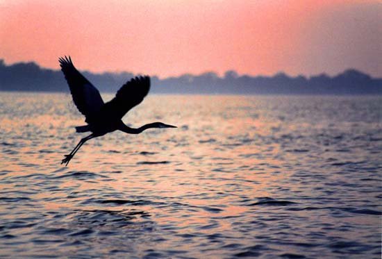 Crane in Summer Flight