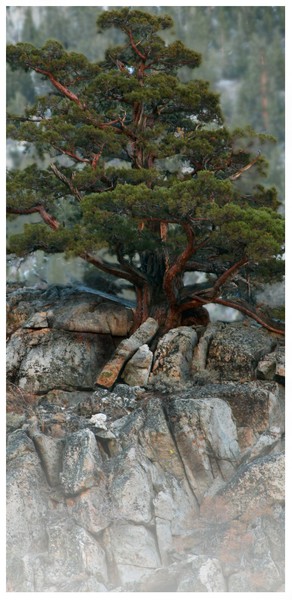 Resilience