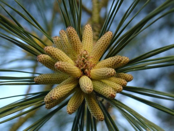 Pine Time