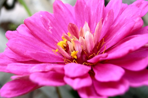 Pink Zinnia