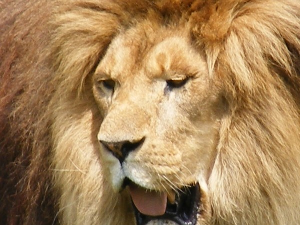Roar