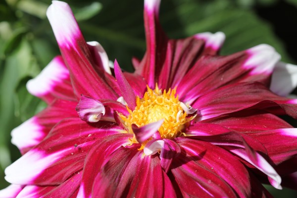 Yellow centered dahlia