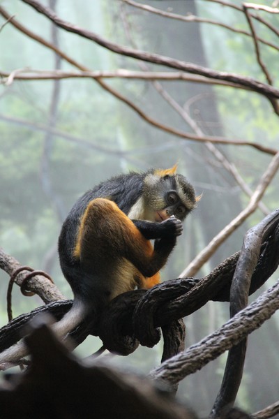 Crowned Guenon just before putting foot in mouth