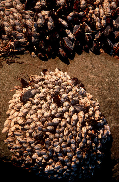 Circle of Shellfish