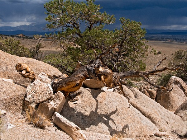 Pinon Pine and Storm