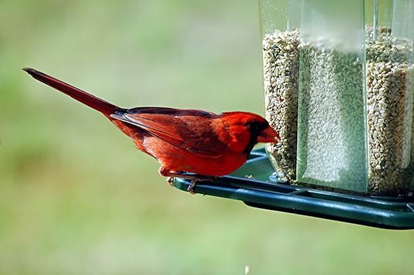 Red Cardinal