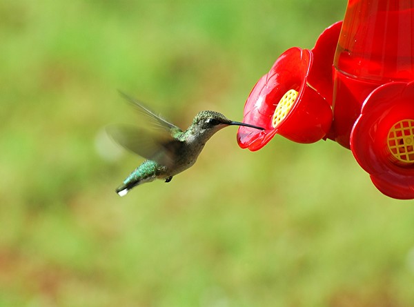 Hummingbird