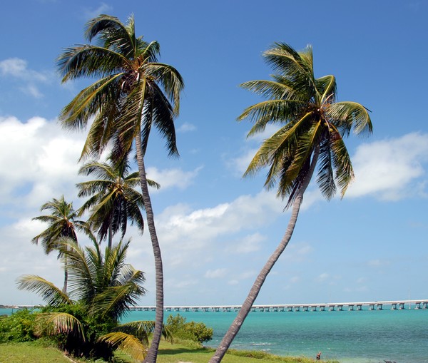 Palm Trees