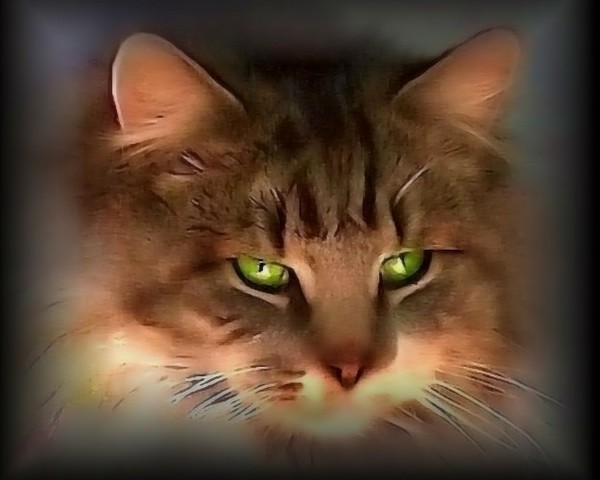 night hunter