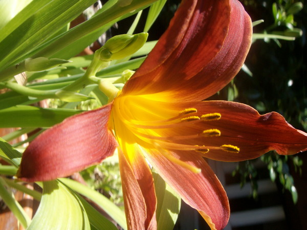 Blazing Glory