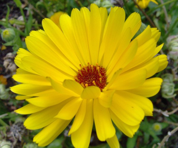 Sunshine Yellow