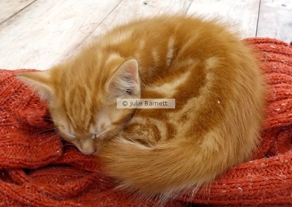 Another picture of Tilly's Miraculous Kittens