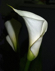 CalaLilly