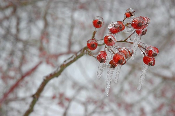 Frozen Berries