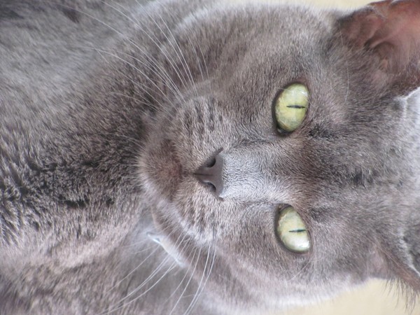 The Queen's Stare