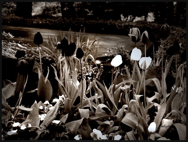 Black and White