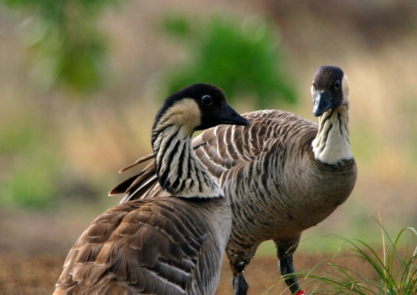 Love Birds