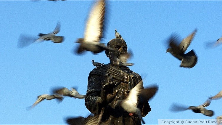 A day with pigeons..