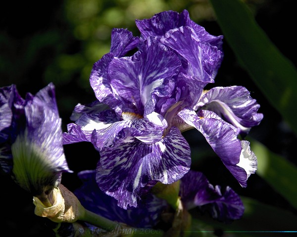 Iris #6