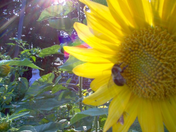 Did You Hear The BUZZZZZZZZZZZ ?