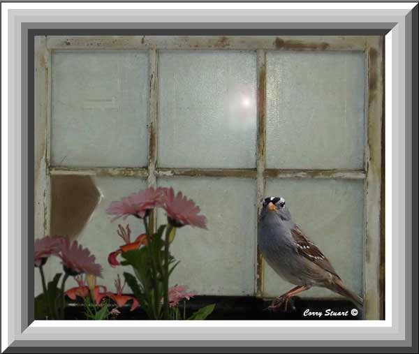 peeking in the window