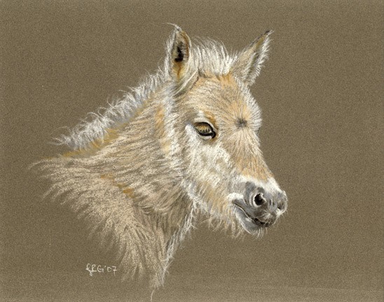 Fuzzy Fjord FOal