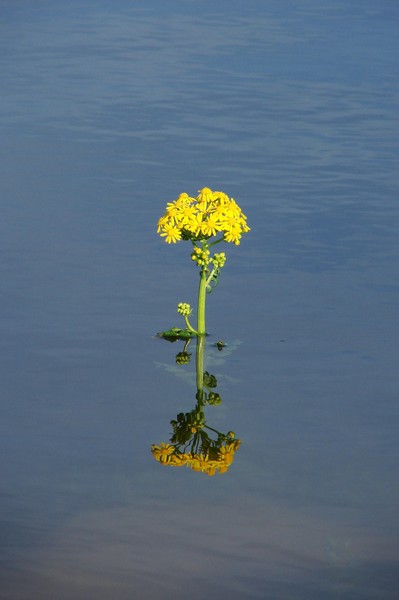 Yellow Floral Reflection