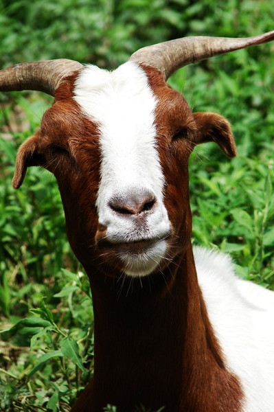 Goat Portrait