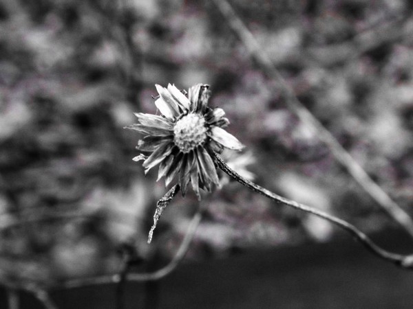 Dead can be beautiful