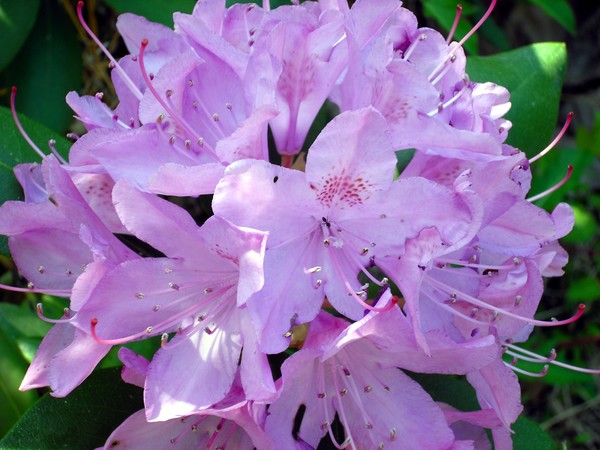 Emotional Flower