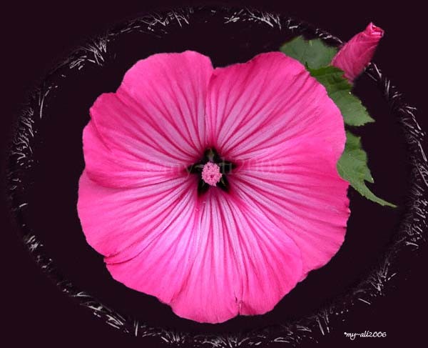 Mallow Flower (Lavatera)
