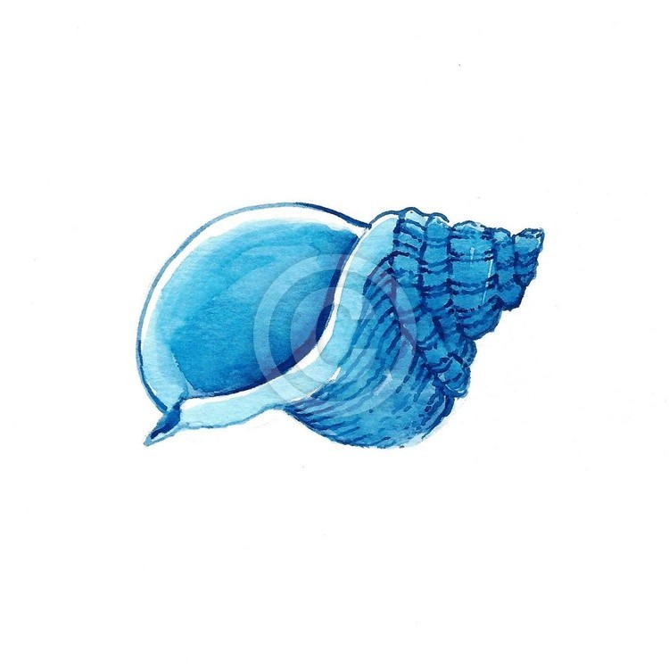 Sea Shell