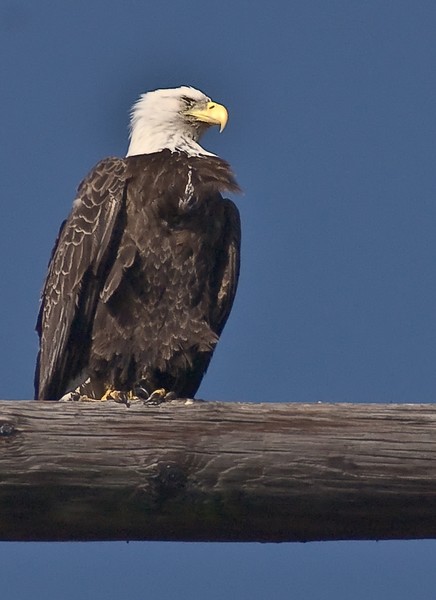 Iconic Eagle