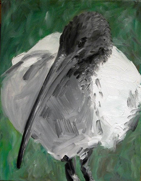 Ibis 2