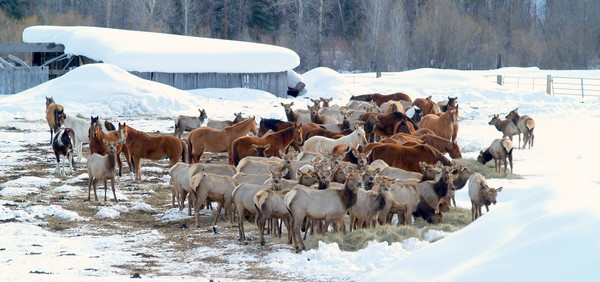 Horses Sharing A Meal With Elk