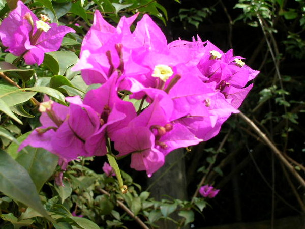 purple flower