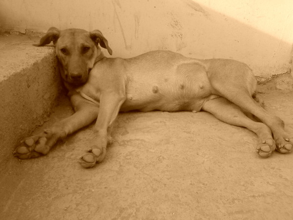 Stray doggy