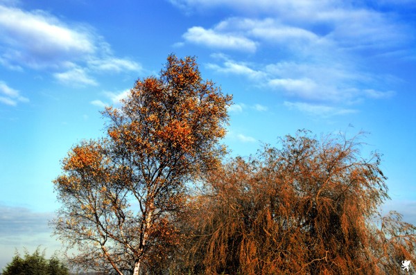 TREES AND BLUE