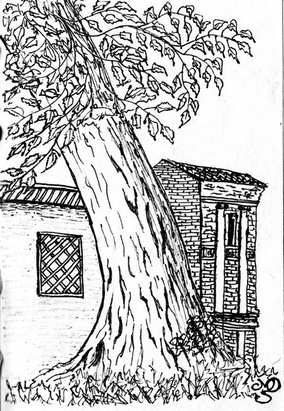 Il bagolaro (Celtis australis L.)