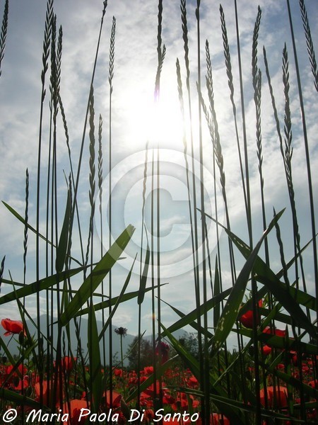 Poppy field
