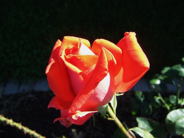 Red Rose