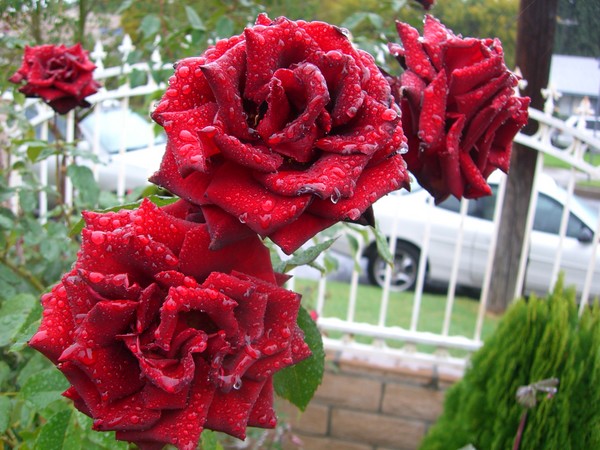 Roses