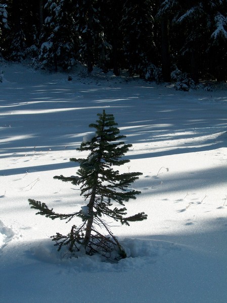 Charlie Brown's Christmas Tree