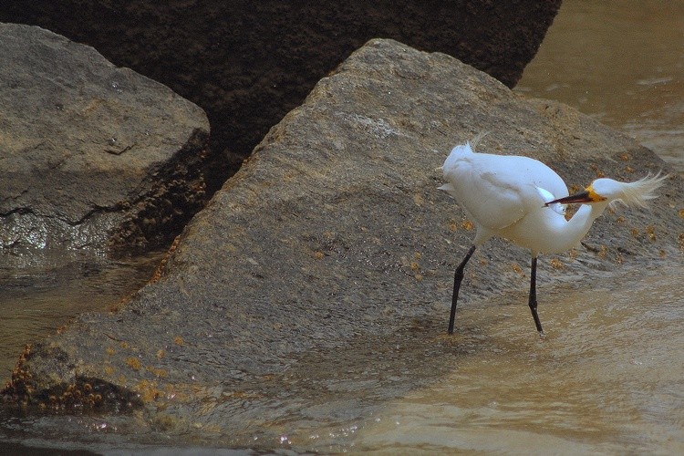 Snowy Egret eating bait fish