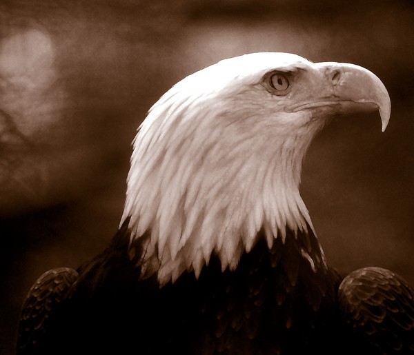 American Bald Eagle in Duotone