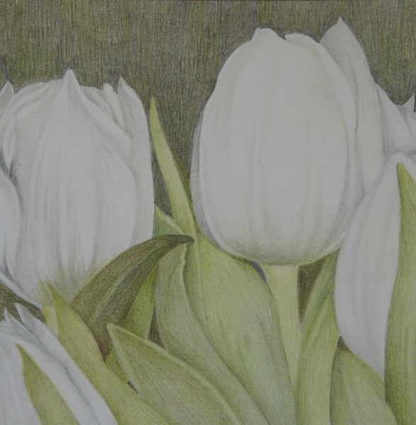 Small White tulips