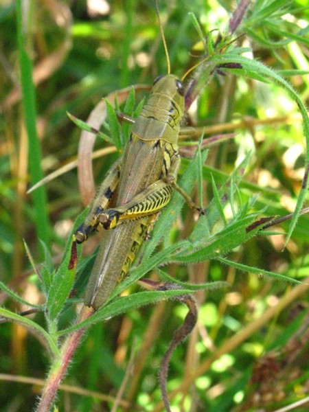 Undercover Grasshopper