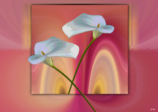 Lily Tango